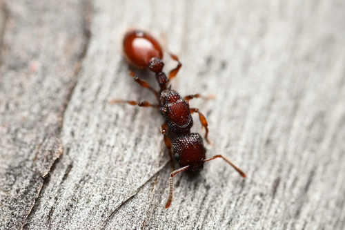 Podomyrma christaePodomyrma christae