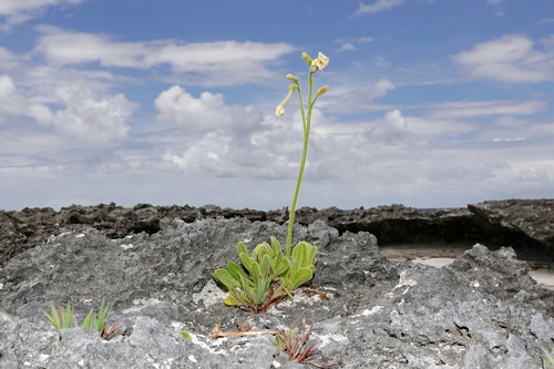 Nicotiana fragrans observed 2025-11-16
