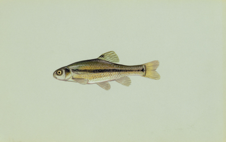 Fathead Minnow (Reptiles, Amphibians and Fish of the Kaibab