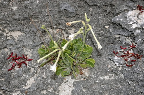 Nicotiana fragrans observed 2025-11-16
