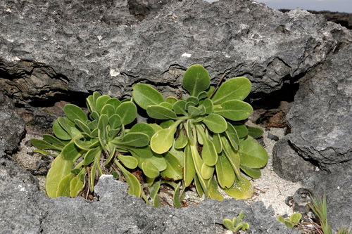 Nicotiana fragrans observed 2025-11-16