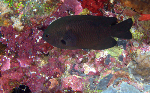 Charcoal damsel (Pomacentrus brachialis) — Pomacentridae — 5