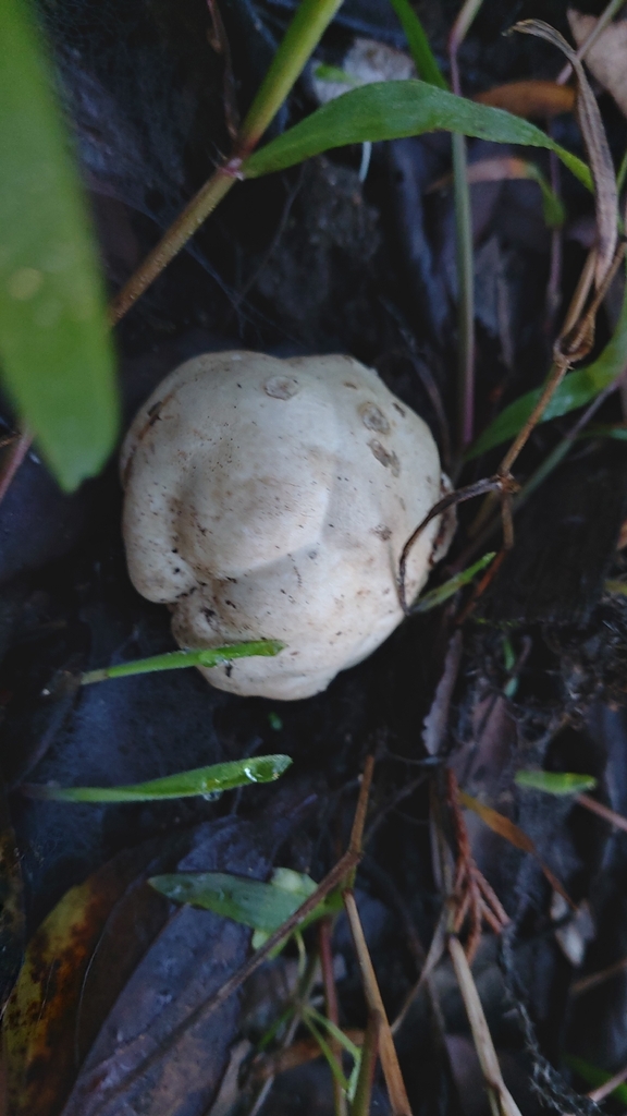 Clathrus ruber · November 2025 · photo: © emarchante (iNaturalist, cc-by)