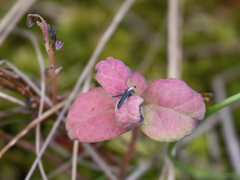 Exobasidium karstenii