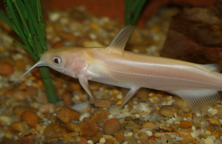 Channel Catfish (Reptiles, Amphibians and Fish of the Kaibab
