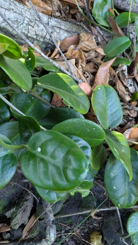 Hoya australis observed 2025-11-26