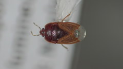 Amnestus pusillus