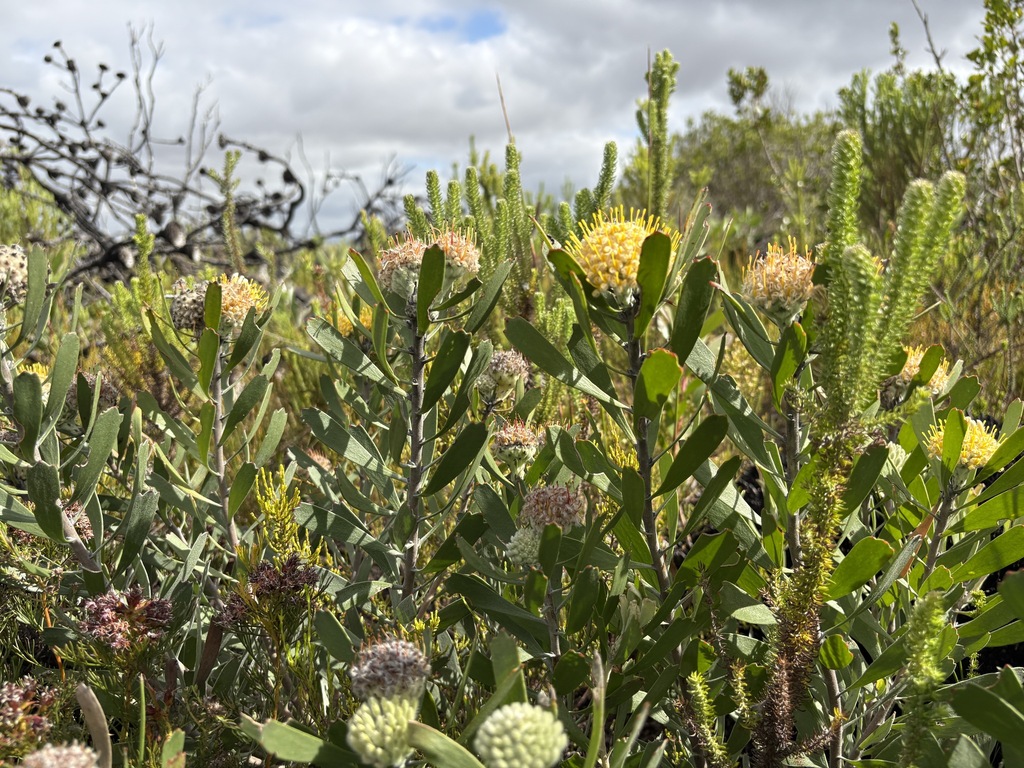 Leucospermum truncatum; photograph (c) Charleen Brunke, some rights reserved (CC BY)