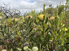 Leucospermum truncatum