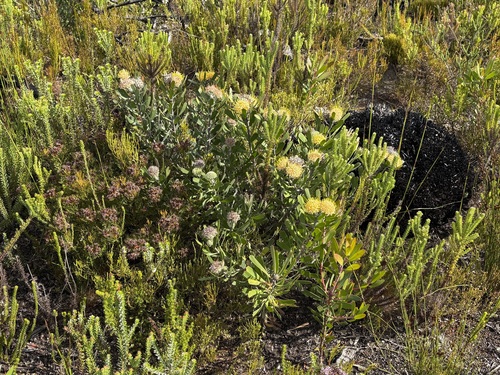 Leucospermum truncatum, photograph 5