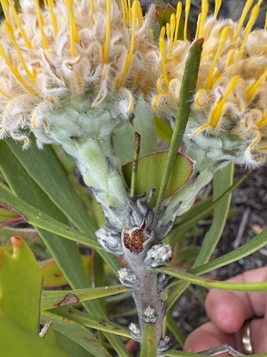 Leucospermum truncatum, photograph 4