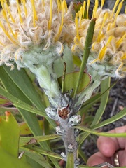 (c) Charleen Brunke, some rights reserved (CC BY) Leucospermum truncatum, photograph (c) Charleen Brunke, some rights reserved (CC BY)