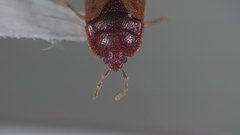 Amnestus pusillus
