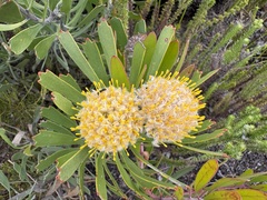 (c) Charleen Brunke, some rights reserved (CC BY) Leucospermum truncatum, photograph (c) Charleen Brunke, some rights reserved (CC BY)