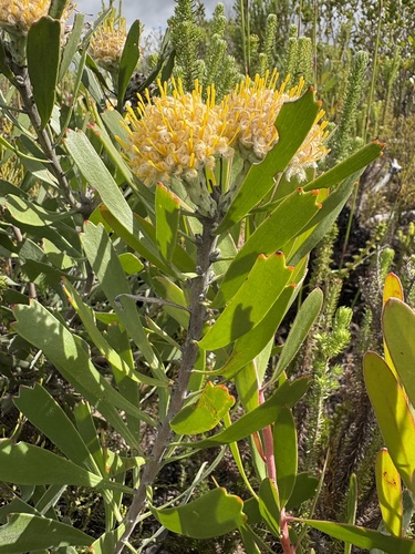 Leucospermum truncatum, photograph 3