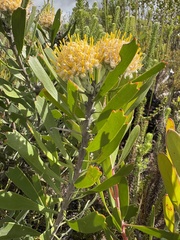 (c) Charleen Brunke, some rights reserved (CC BY) Leucospermum truncatum, photograph (c) Charleen Brunke, some rights reserved (CC BY)
