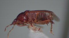Amnestus pusillus