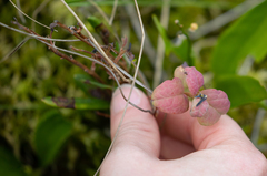 Exobasidium karstenii