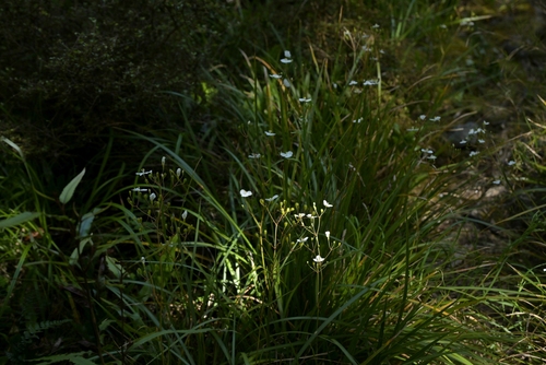 Libertia grandiflora, photograph 2
