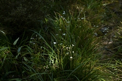 (c) Christopher Stephens, some rights reserved (CC BY-SA) Libertia grandiflora, photograph (c) Christopher Stephens, some rights reserved (CC BY-SA)