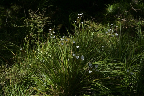 Libertia grandiflora, photograph 4
