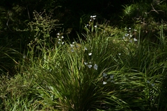 (c) Christopher Stephens, some rights reserved (CC BY-SA) Libertia grandiflora, photograph (c) Christopher Stephens, some rights reserved (CC BY-SA)