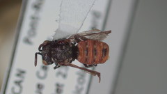 Holcopasites calliopsidis