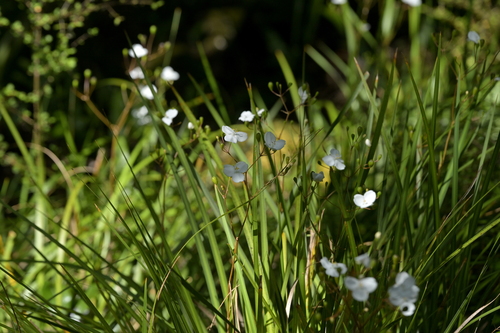 Mikoikoi (Libertia grandiflora)
