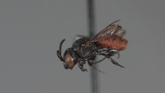 Holcopasites calliopsidis