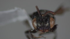 Holcopasites calliopsidis