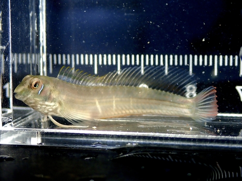 Omobranchus ferox observed 2025-11-26