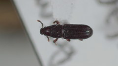 Rhyncolus macrops