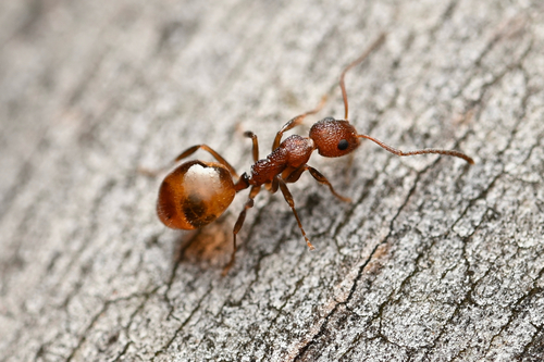 Dolichoderus omicronDolichoderus omicron