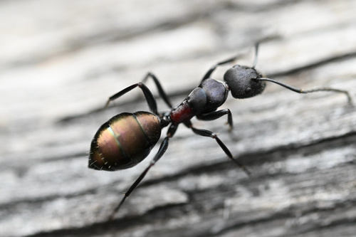 Camponotus chalceoidesCamponotus chalceoides
