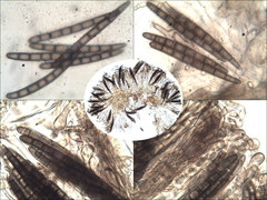 Geoglossum brunneipes
