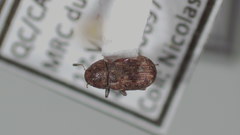 Trigonorhinus sticticus