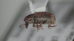 Trigonorhinus sticticus
