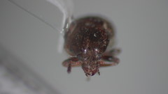 Trigonorhinus sticticus