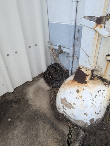 Coastal Carpet Python sighting