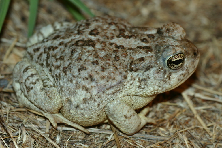 Arizona Toad (Reptiles, Amphibians and Fish of the Kaibab National