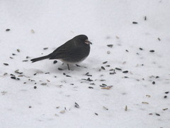 Junco hyemalis image