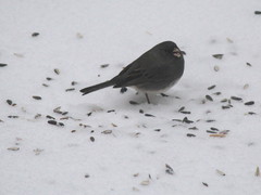 Junco hyemalis image