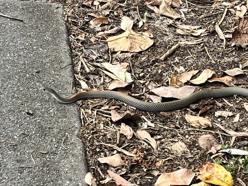 Yellow-faced Whipsnake sighting
