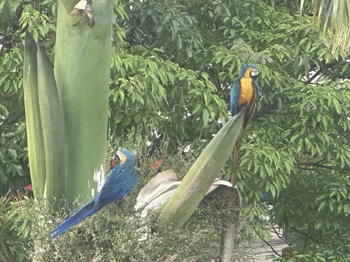 Blue-and-yellow Macaw