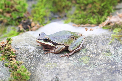 black and purple mountain tree frog