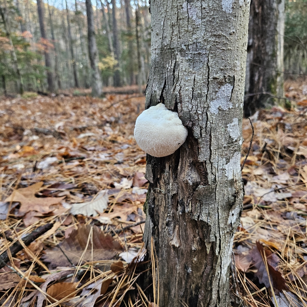 Hericium erinaceus · November 2025 · photo: © christopher_evans23 (iNaturalist, cc-by)