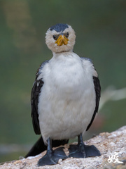 Little Pied Cormorant photo 6