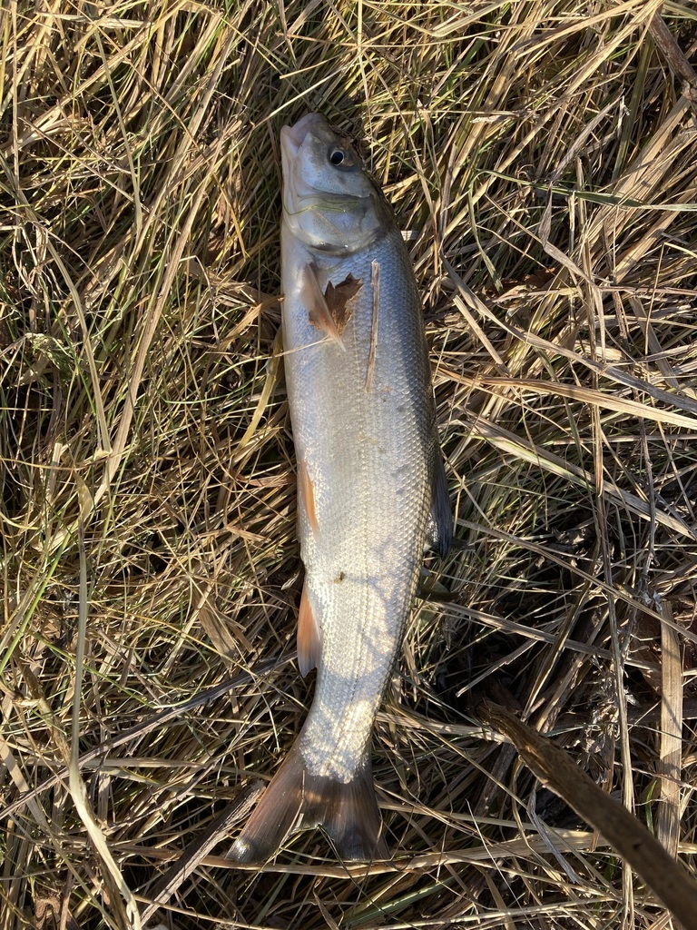 Pacific redfin (Tribolodon brandtii) — Cyprinidae