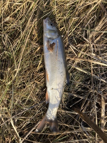 Pacific redfin (Tribolodon brandtii) — Cyprinidae