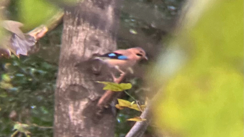Eurasian Jay